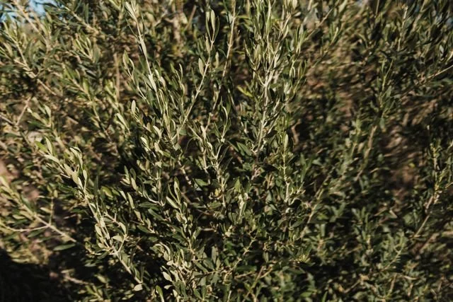 Close-up of dense green shrubbery or bushes with small leaves.