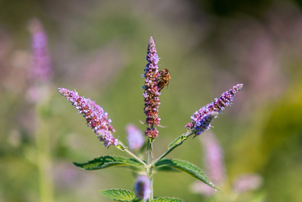 Close-up of a bee on a purple flowering plant with three stalks, green leaves, and a blurred background.