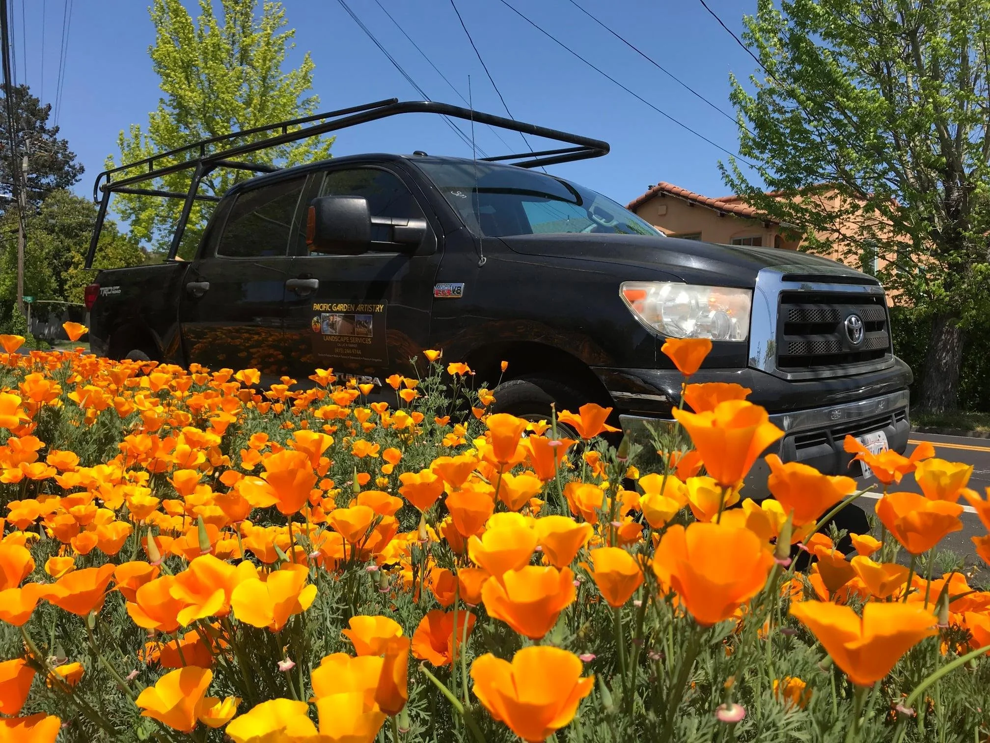 A black pickup truck parked beside a flower bed with bright orange flowers, trees, power lines, and a house in the background on a sunny day.