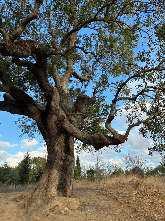 Majestic mature Coast Live Oak tree with a wide canopy and textured bark
