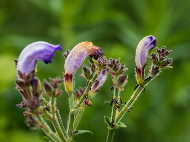 Deep purple native salvia flower spikes attracting pollinators in a sunny landscape