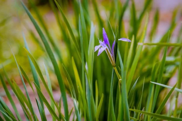 Delicate purple and yellow Douglas Iris wildflowers blooming in a naturalistic landscape