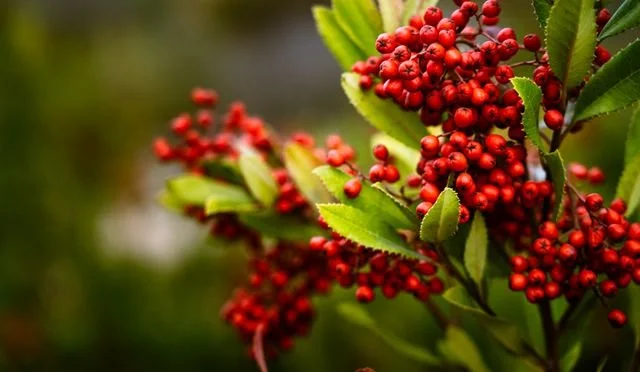 Close-up of red berries on green leafy branches.