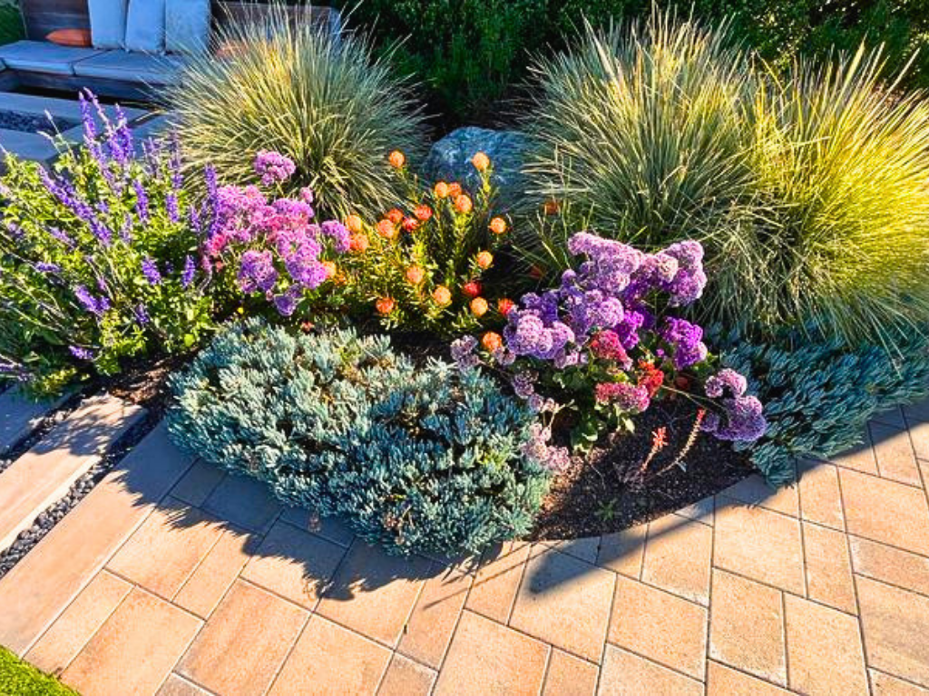 Flowers and shrubs native to Marin County planted along a pathway.