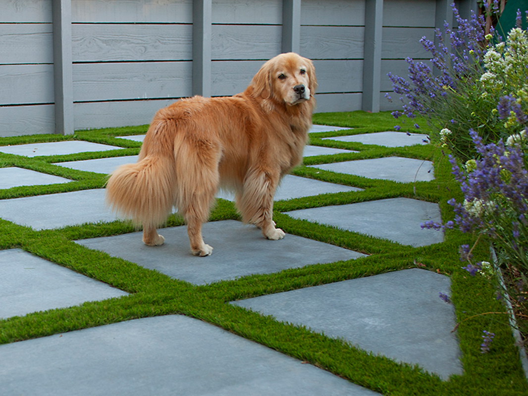 The Canine Courtyard
