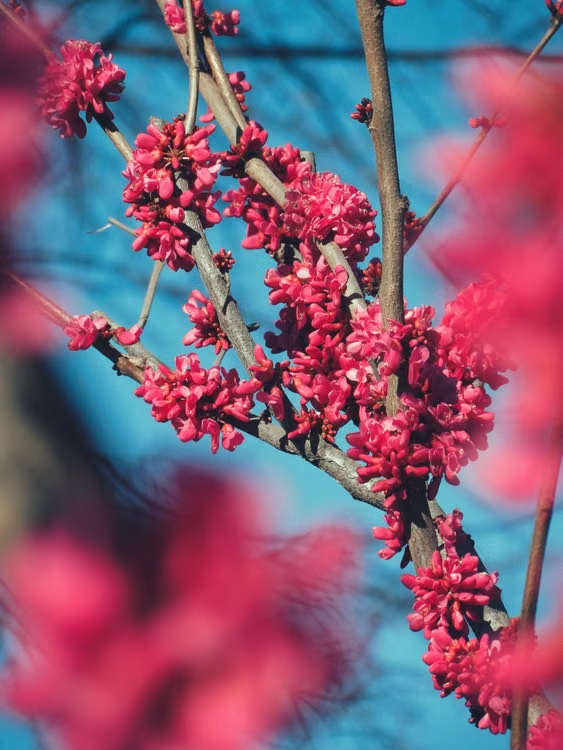 Vibrant magenta blossoms on a native Western Redbud shrub in spring