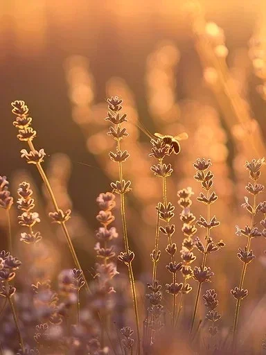 Close-up of lavender flowers with a warm, golden sunset background.
