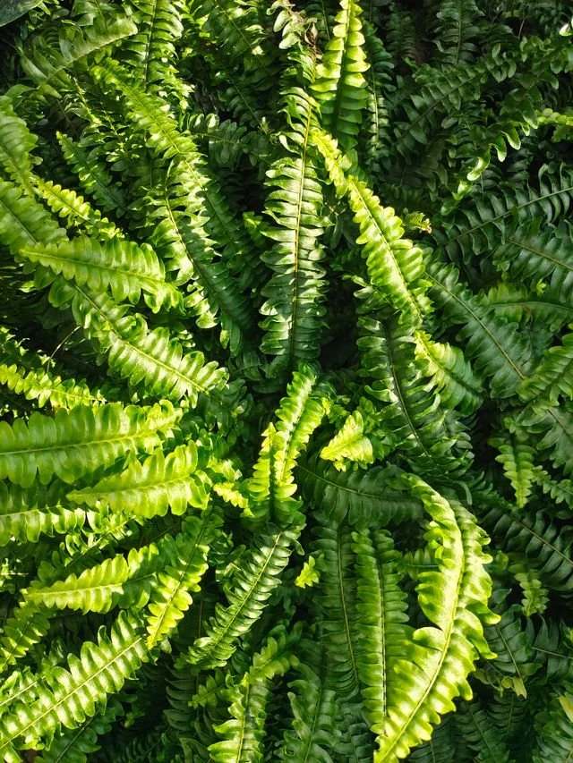 Lush green sword fern fronds unfurling in a shaded garden bed