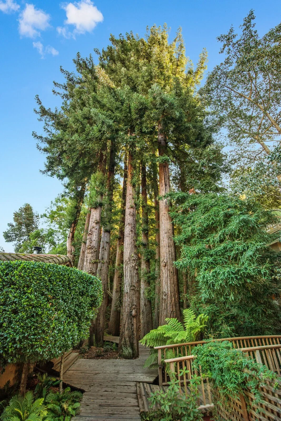 Tall evergreen trees beside a wooden pathway in a garden under a clear blue sky.