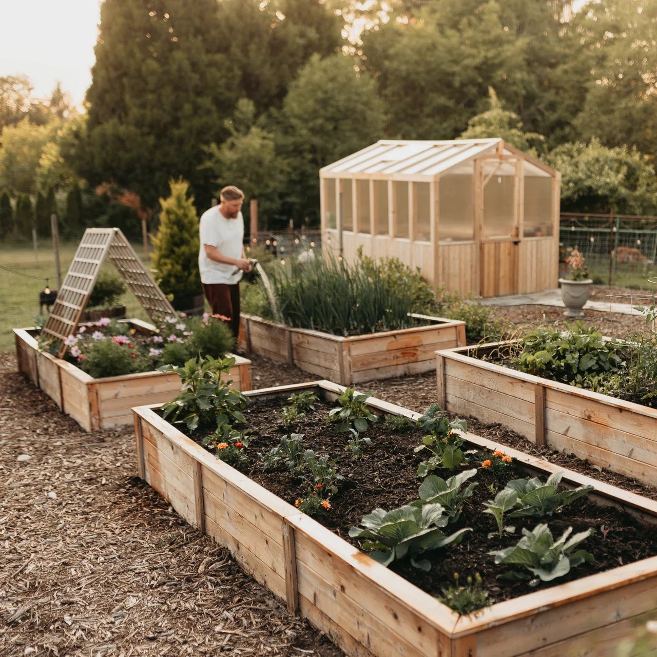 Man watering vegetables in raised garden beds at sunset with a wooden greenhouse in the background.