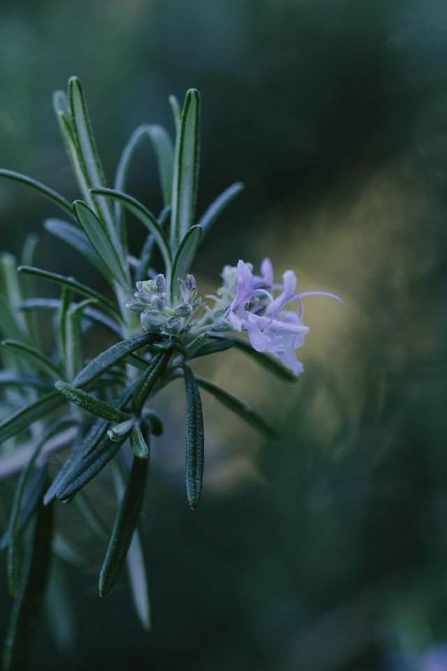 Close-up of a sprig of rosemary with purple flowers, green needle-like leaves, and a blurred dark green background.