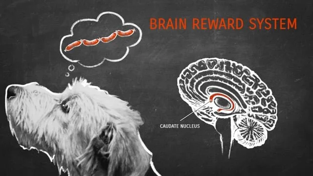 Me and My Dog: The Ultimate Contect BBC - Storyboards