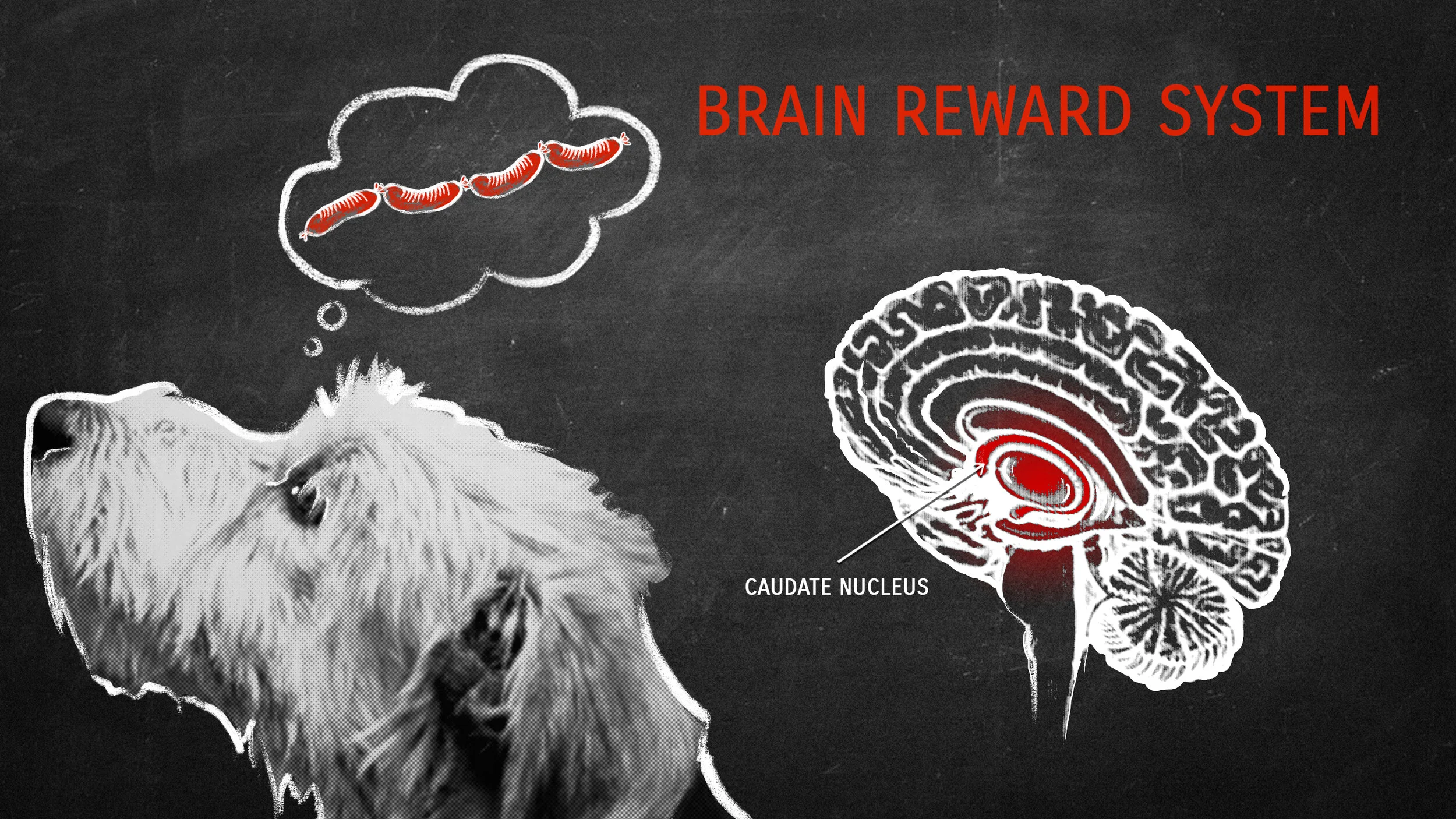 Me and My Dog: The Ultimate Contest BBC - Storyboards