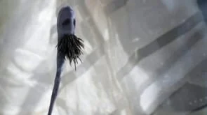 FLOGGING MOLLY - FLOAT