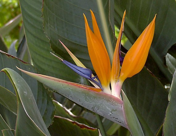 Birds of Paradise.jpg