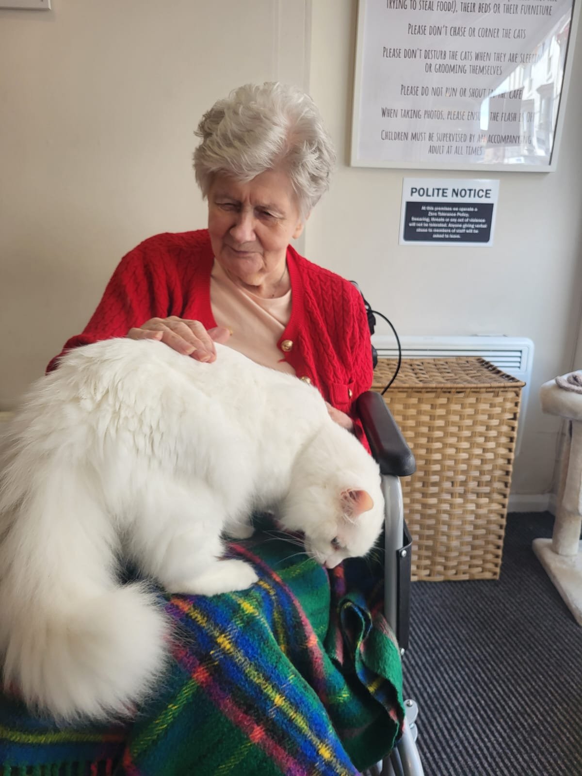 Golden Wishes: A Purr-fect Day Out for Audrey