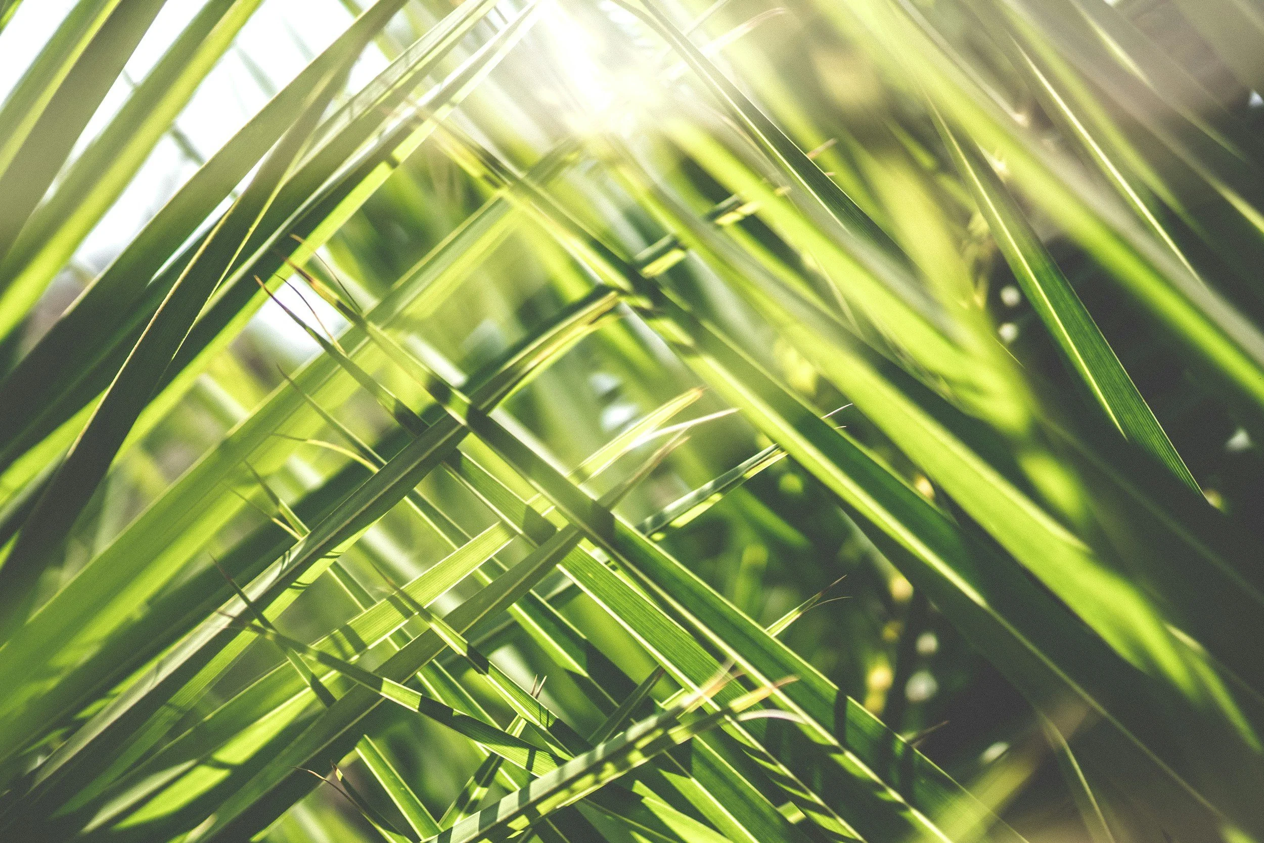 Close-up of green grass blades with sunlight shining through.