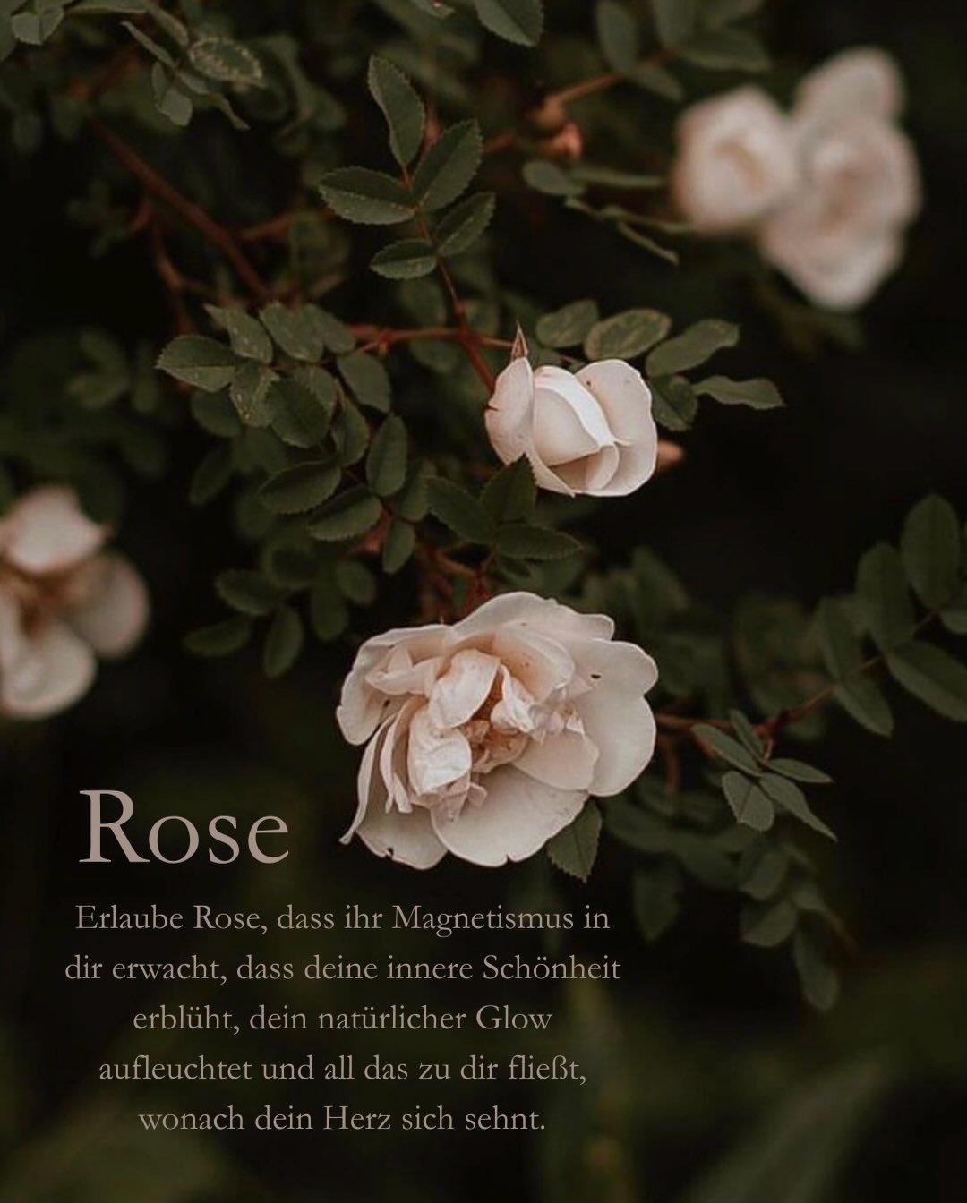 My favourite floral oils to support and nourish your feminine energy.