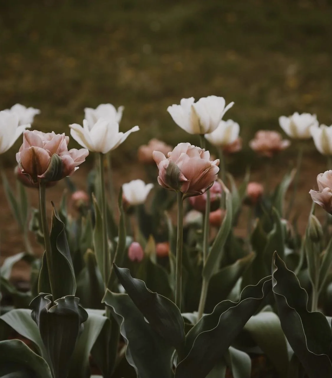 Die kleine Floristin und ihr liebster Begleiter