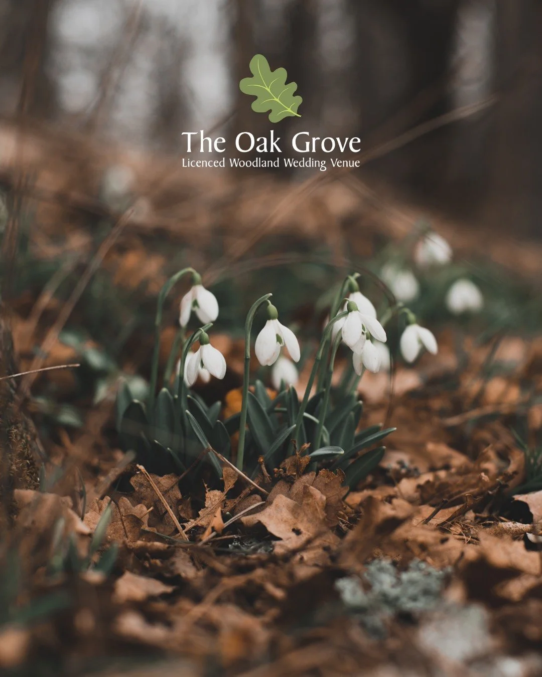 As the wheel of the year turns, we welcome Imbolc 🌿

A gentle moment between winter and spring, Imbolc symbolises renewal, intention, and the first signs of life returning to the land.

Here at The Oak Grove, the woodland is beginning to wake. Snowd