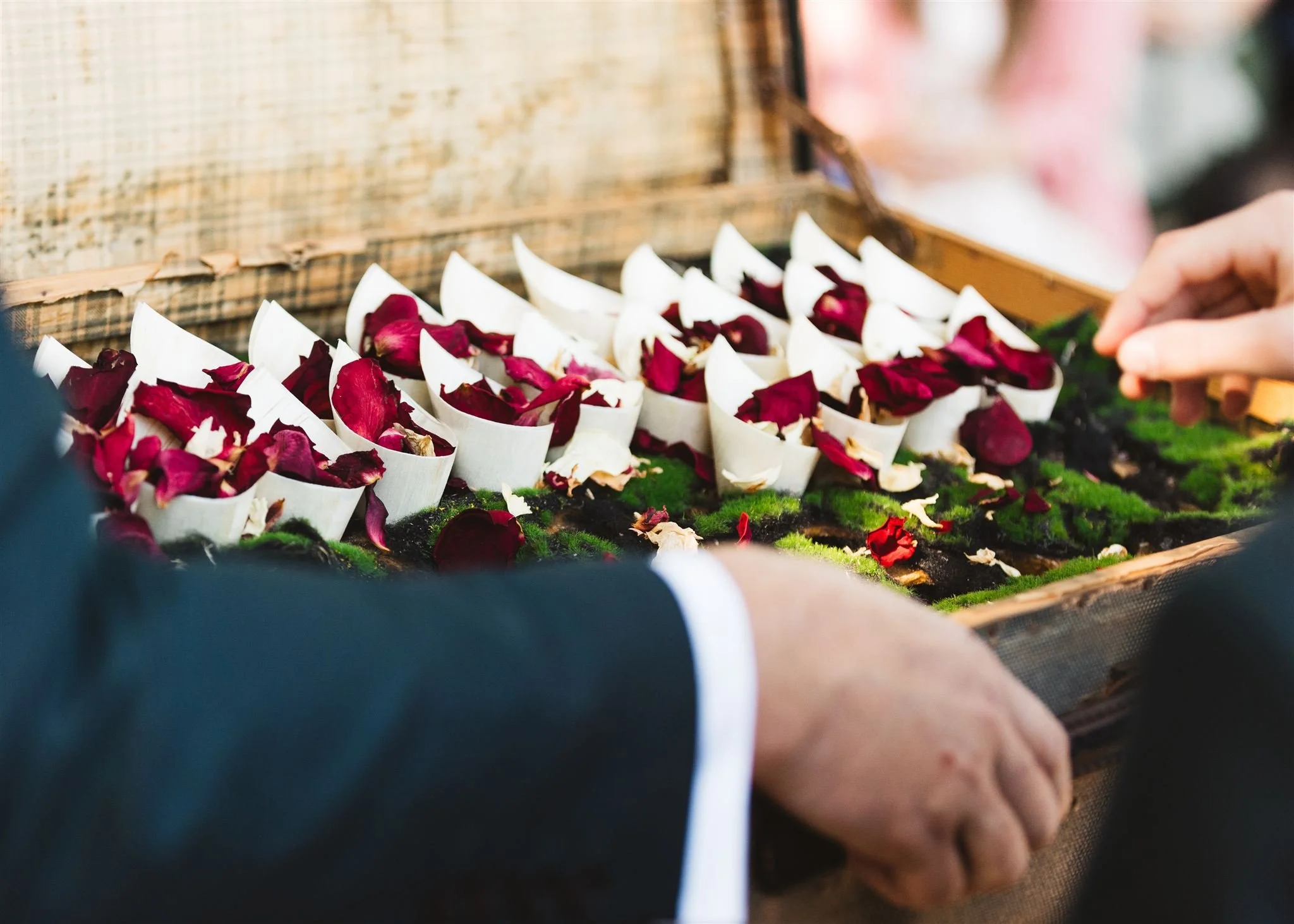 Person placing rose petals into small white paper cones on a moss-covered surface.