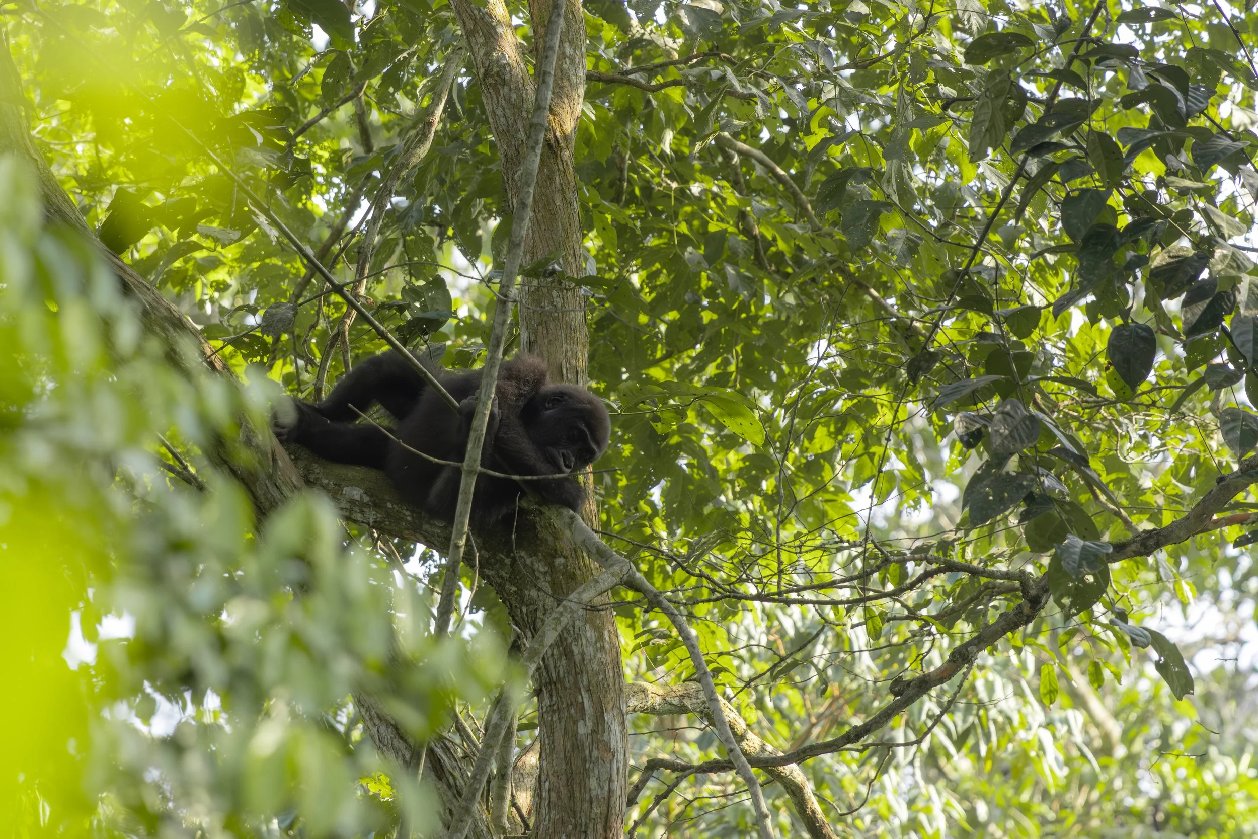 Fauna and Flora of Odzala-Kokoua National Park, Republic of Congo - western lowland gorilla  