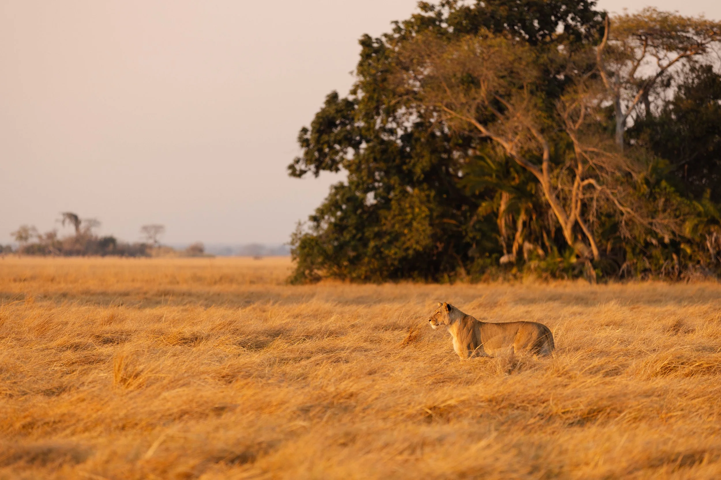 African_Parks_Kafue_Wilderness_2025_Sarah_Wang-146.jpg