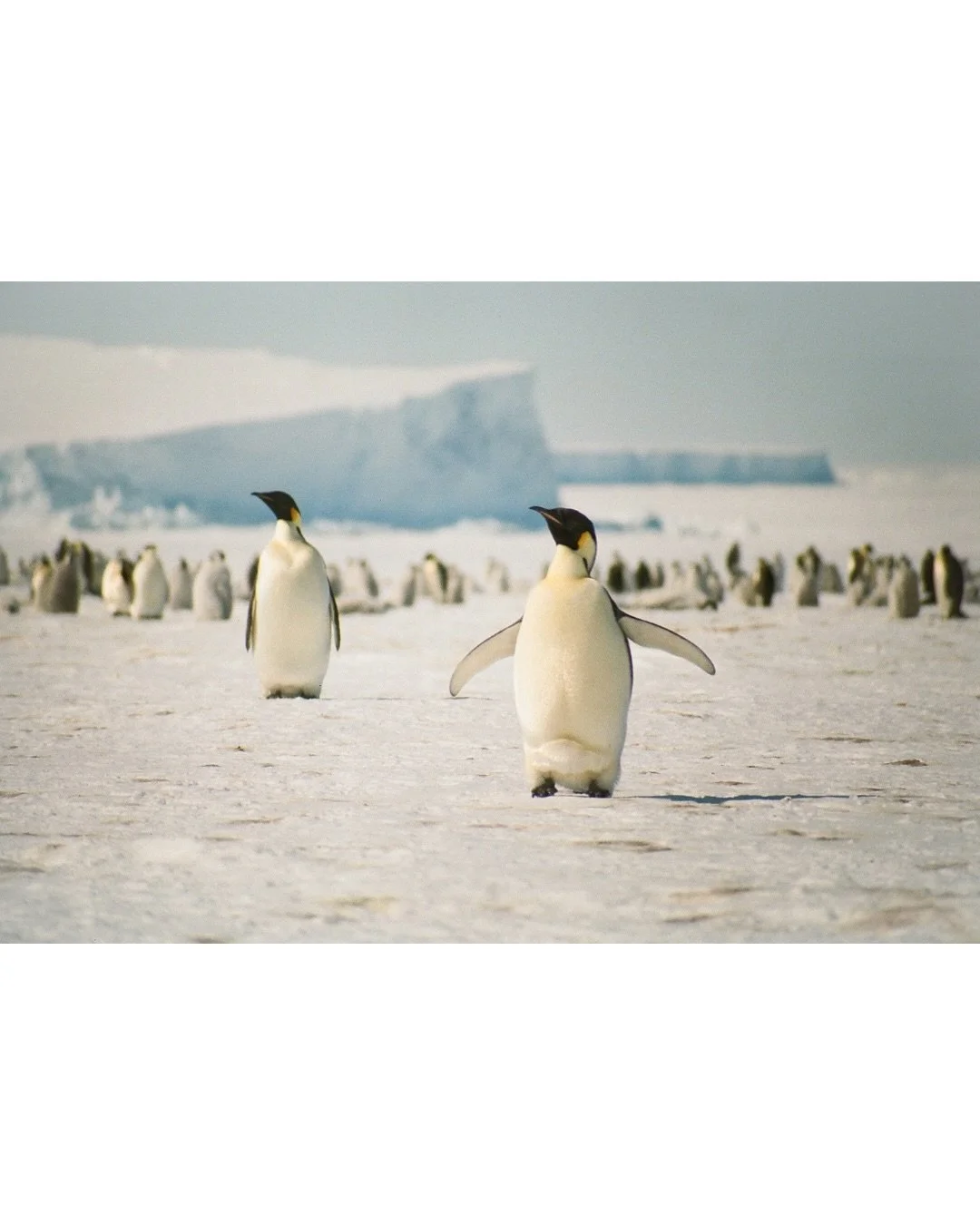 A wildlife phenomenon that I never in my life thought I&rsquo;d be luck enough to witness in person✨

#EmperorPenguins #AtkaBay #Antarctica #35mmFilm #Portra400