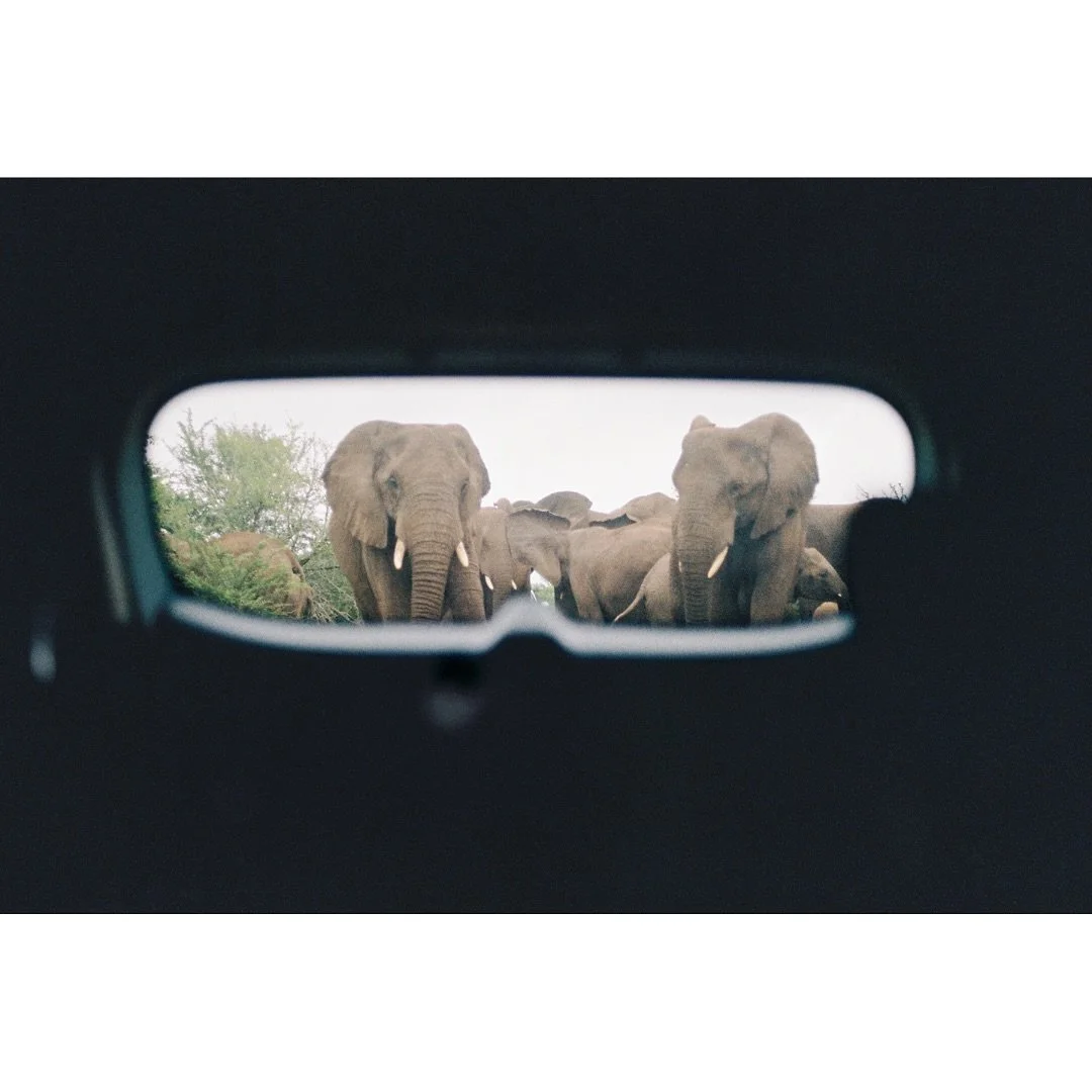 Hluhluwe with the family&mdash;pt II🦓 

#canonae1 #filmphotography #kodakportra400 #analog #wildlifeonfilm #shootfilmmag #chasinglight #shootfilmunder1000 #indiefilmlab #theanalogclub #filmphotomag