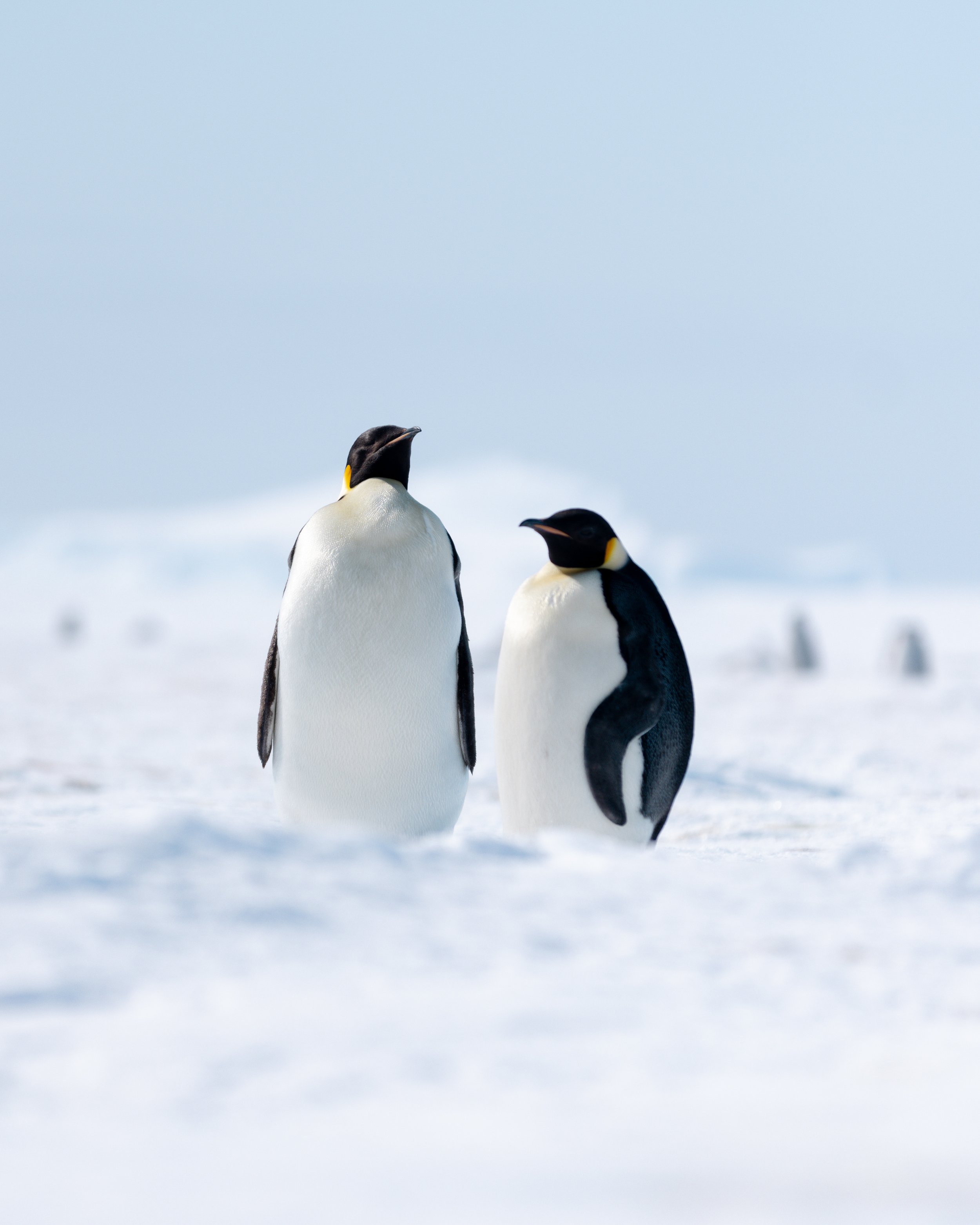 White-Desert-Antarctica-Sarah-Wang-32.jpg