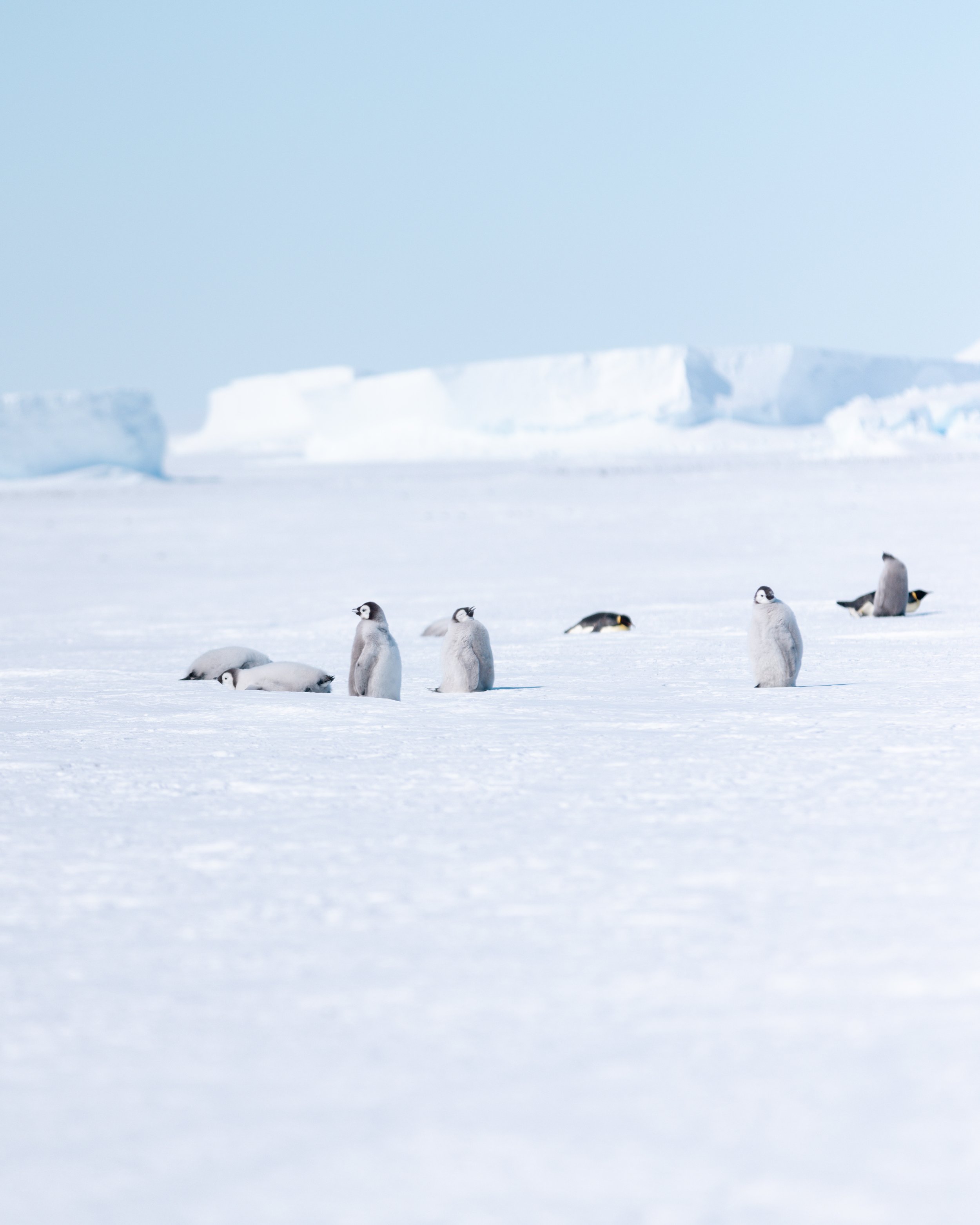 White-Desert-Antarctica-Sarah-Wang-31.jpg