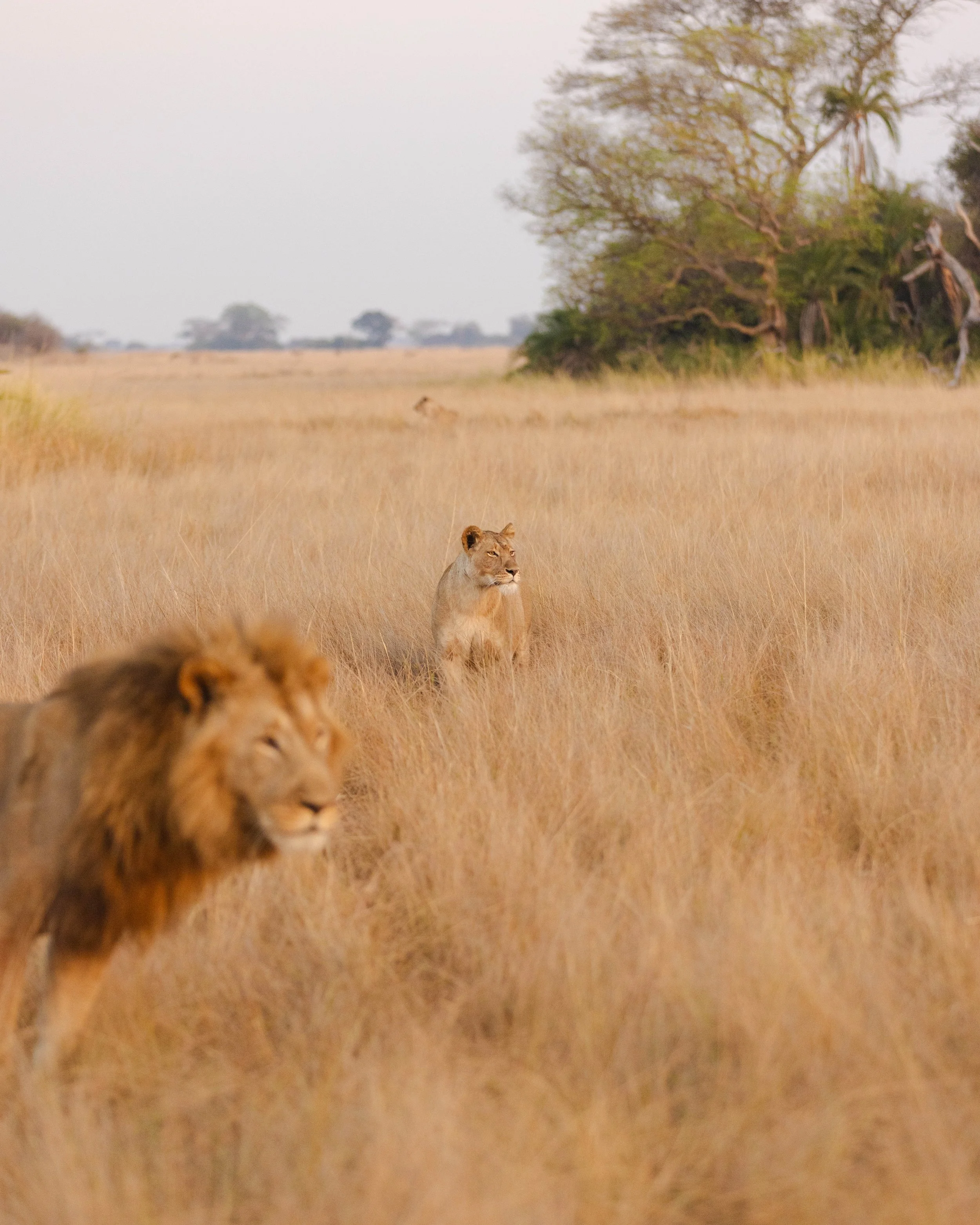 African_Parks_Kafue_Wilderness_2025_Sarah_Wang-138.jpg