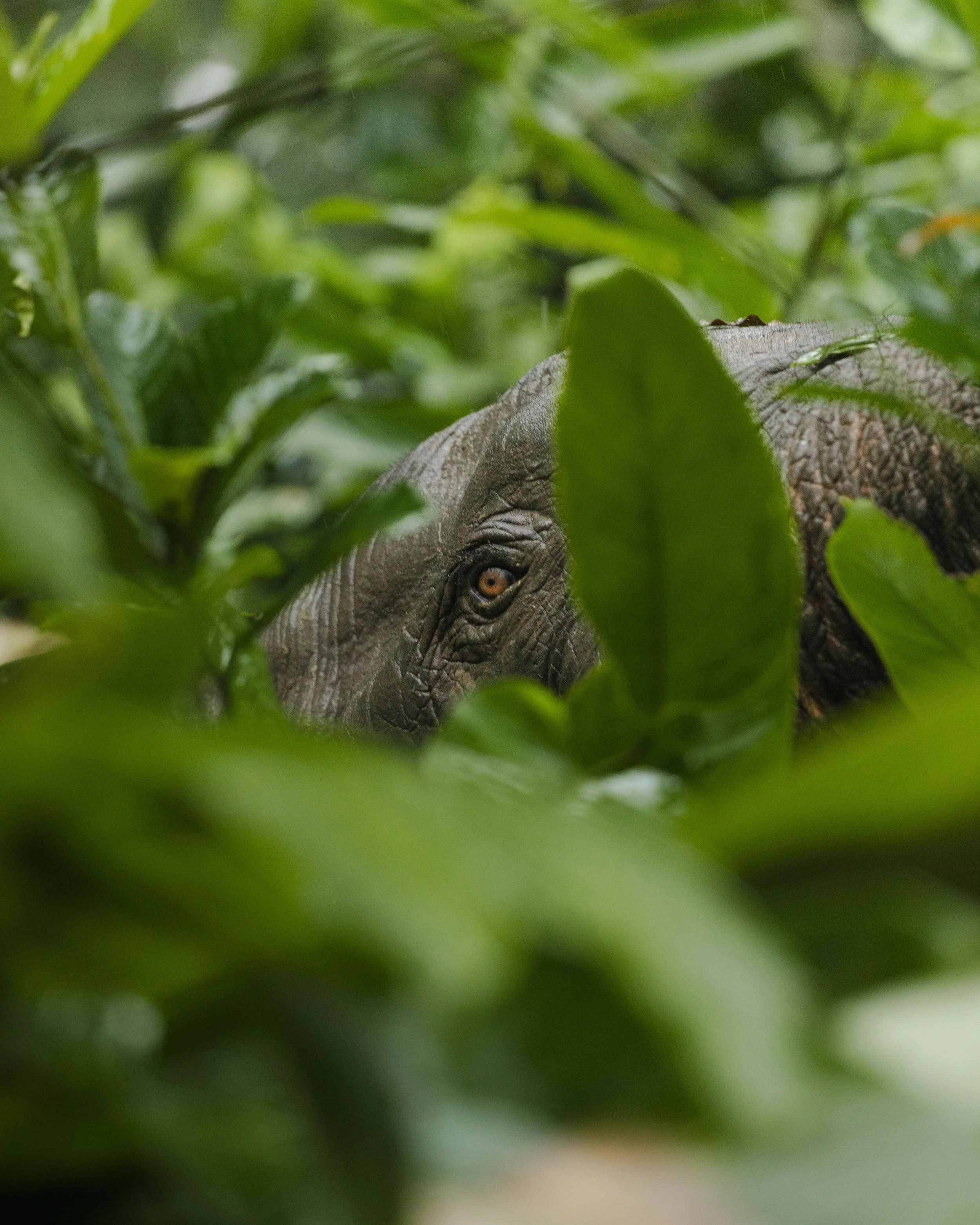 Fauna and Flora of Odzala-Kokoua National Park, Republic of Congo - forest elephant
