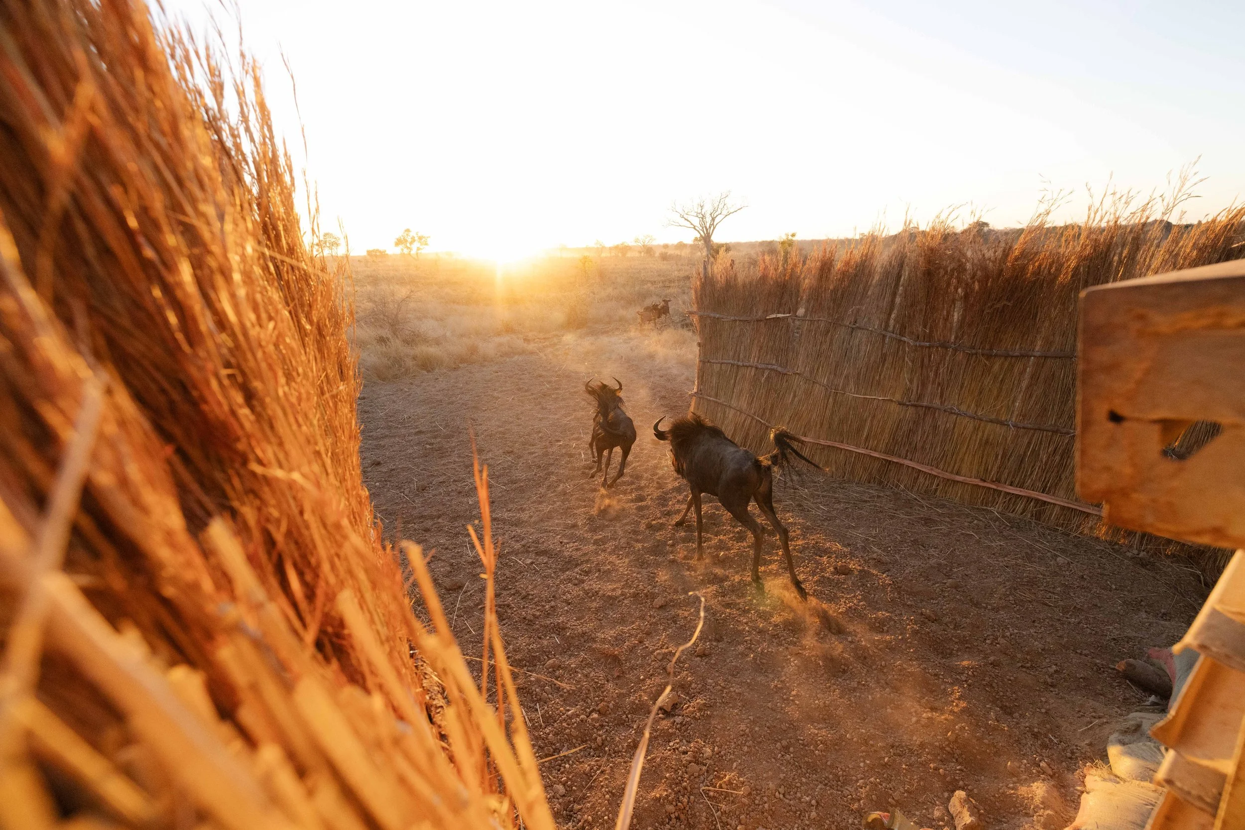 African Parks x Kafue National Park, Zambia