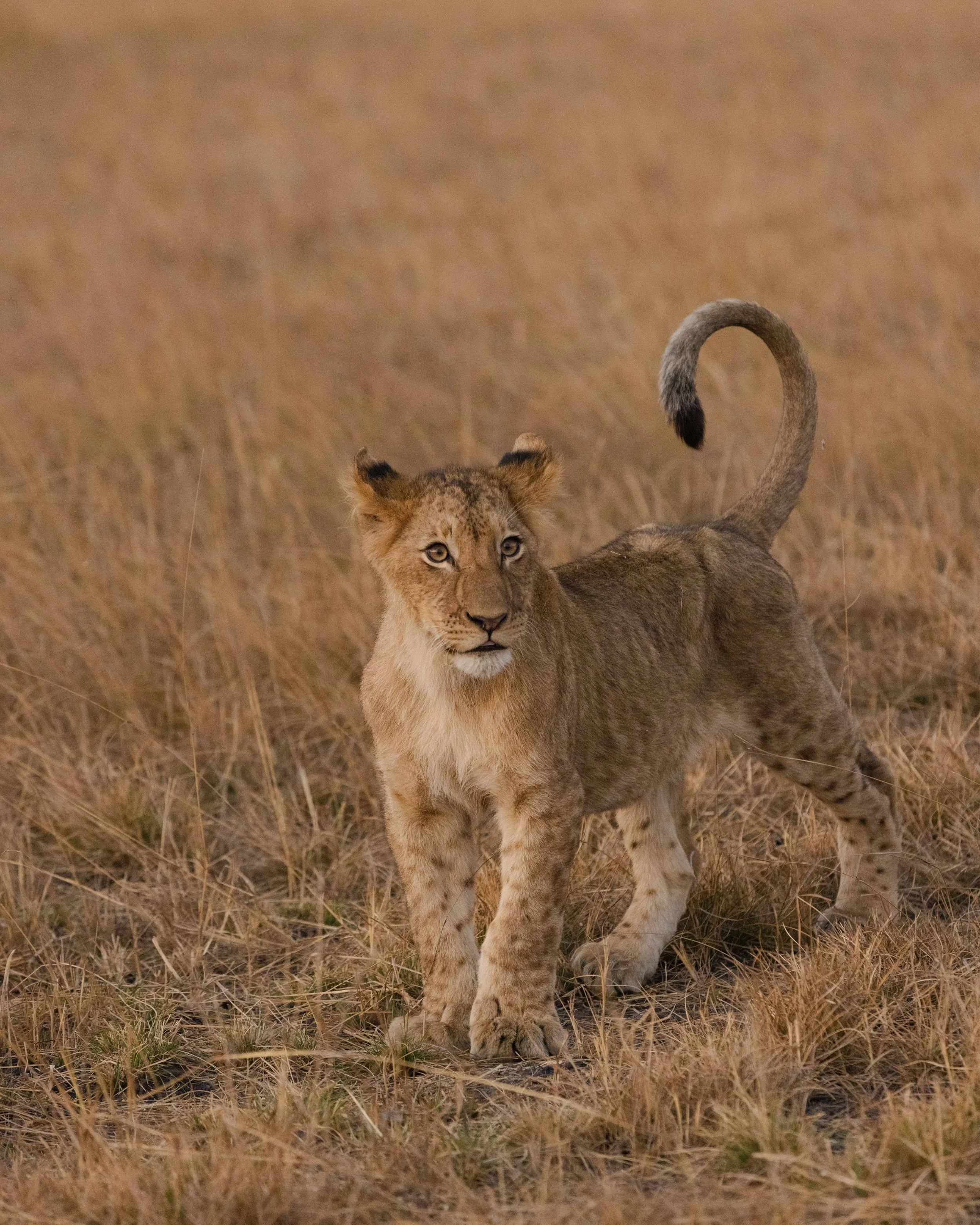 African_Parks_Kafue_Wilderness_2025_Sarah_Wang-27.jpg