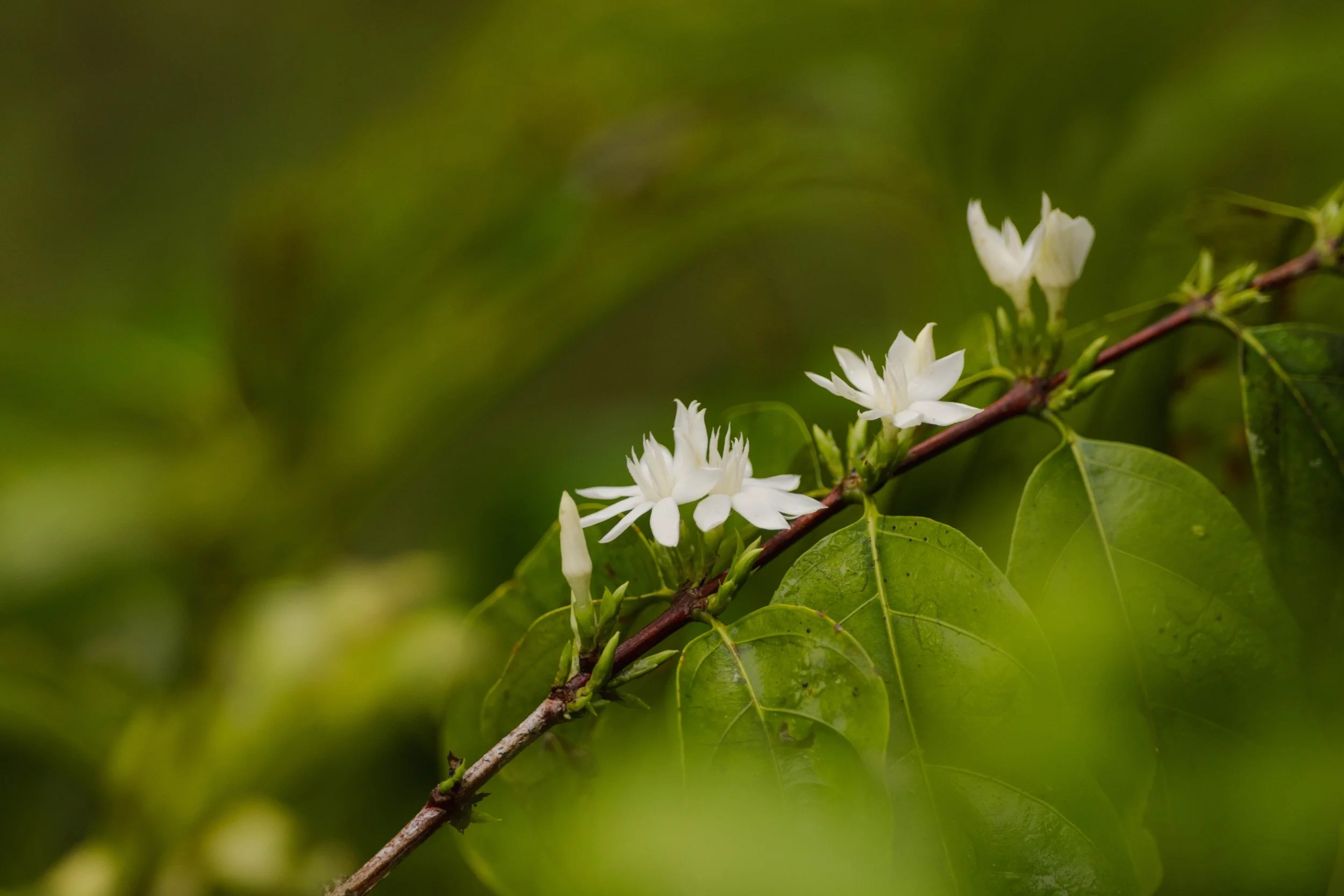 Fauna and Flora of Odzala-Kokoua National Park, Republic of Congo