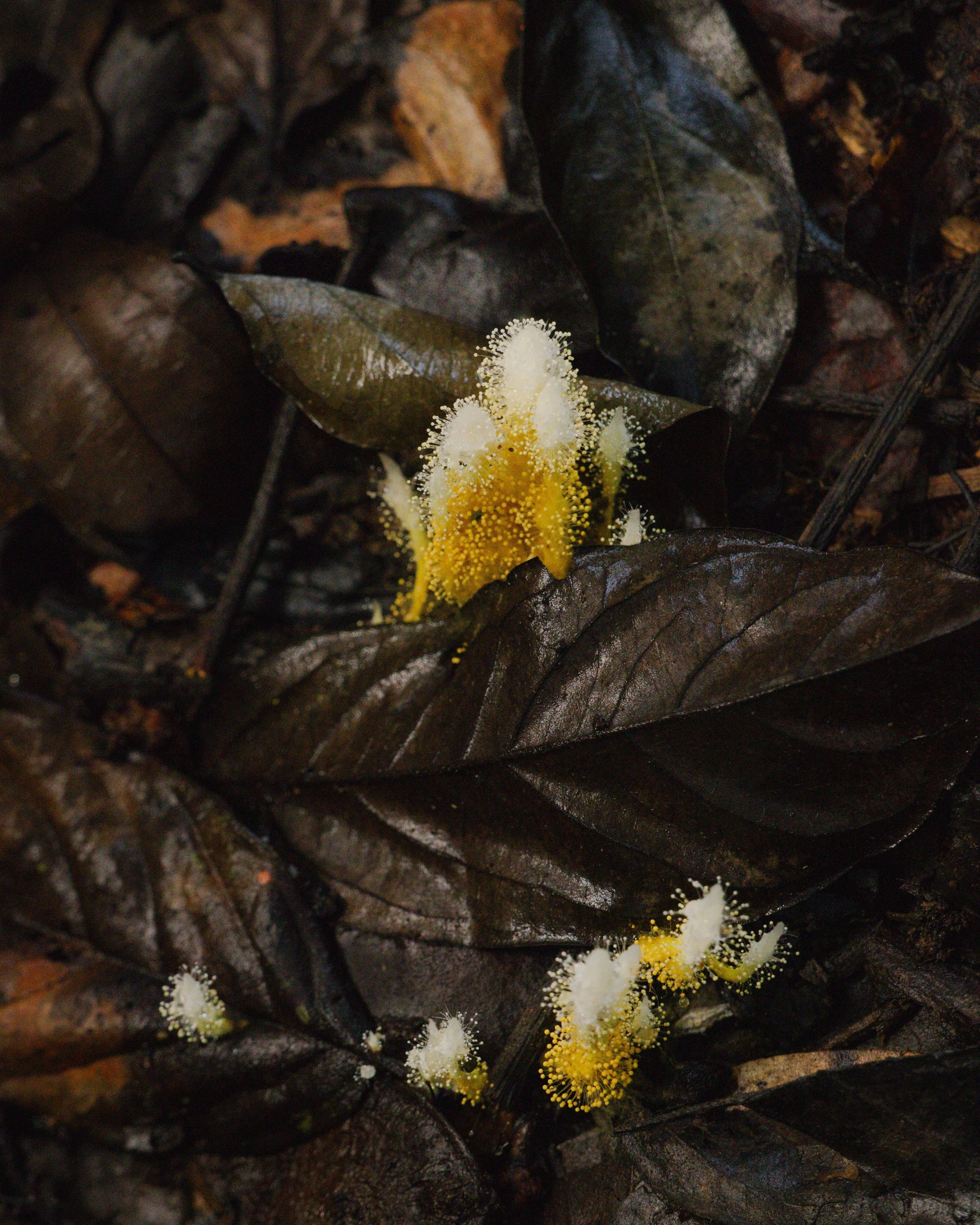 Fauna and Flora of Odzala-Kokoua National Park, Republic of Congo