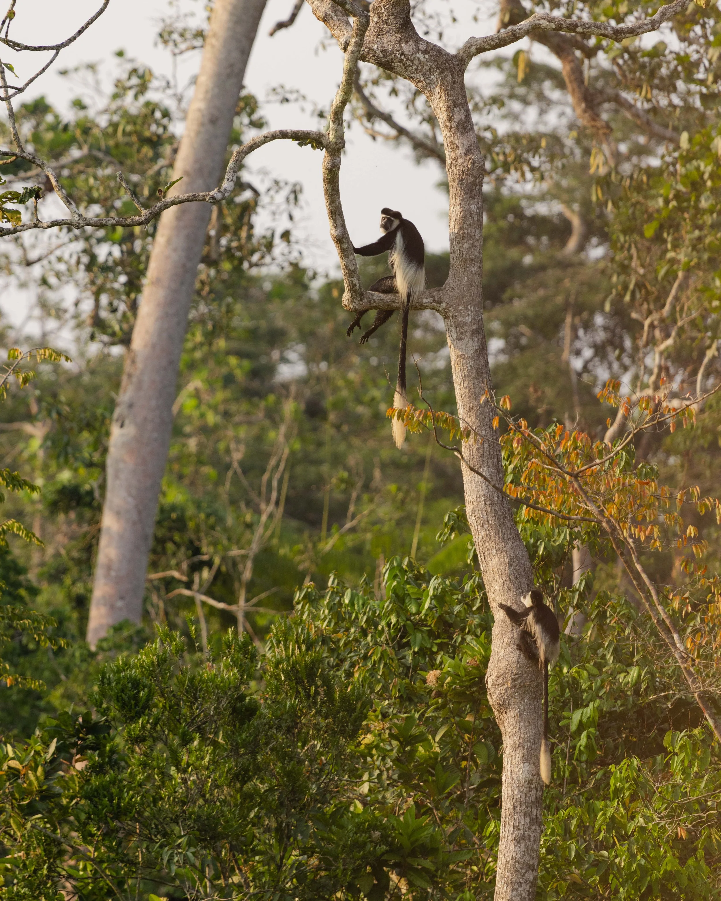 Fauna and Flora of Odzala-Kokoua National Park, Republic of Congo - Black-and-white colobuse monkey