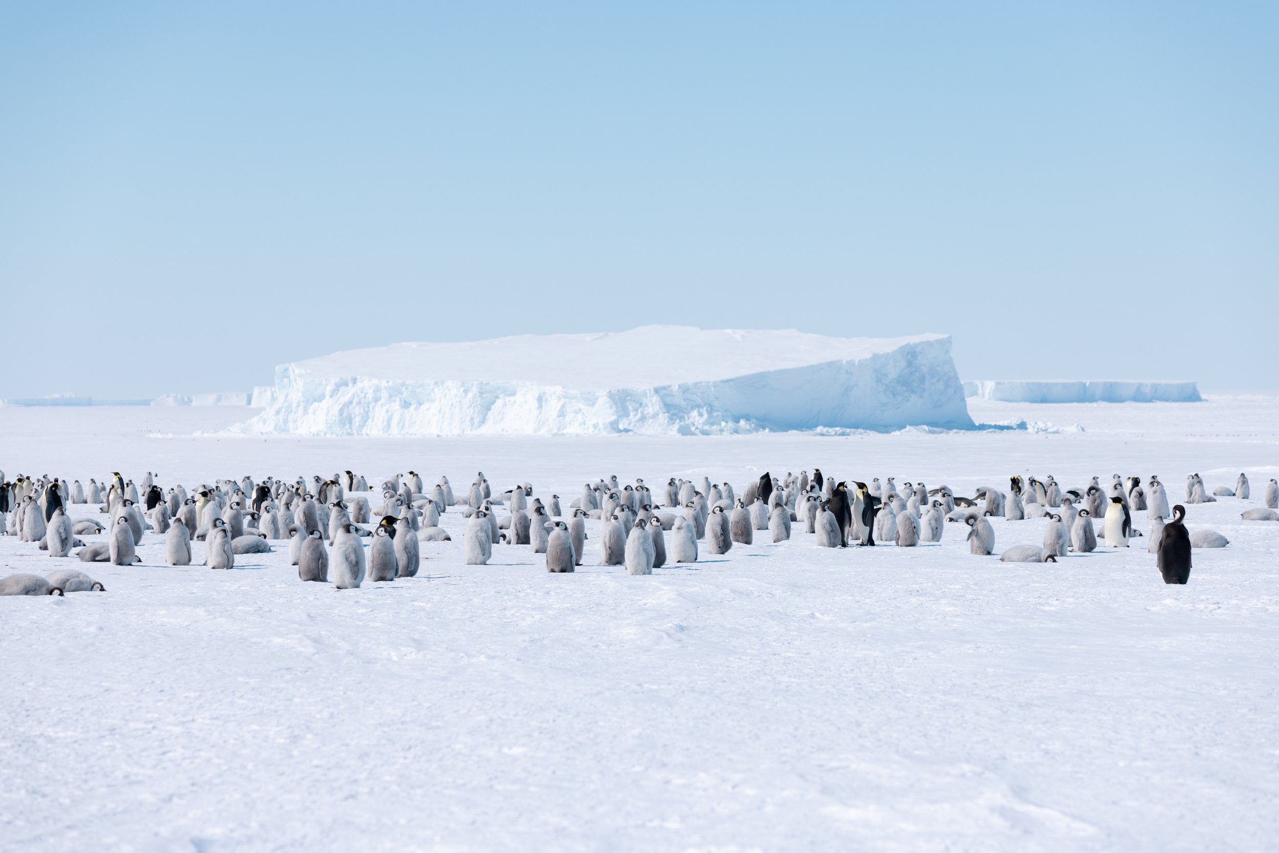 White-Desert-Penguins-Atka-Bay-2024-25-SW-37.jpg