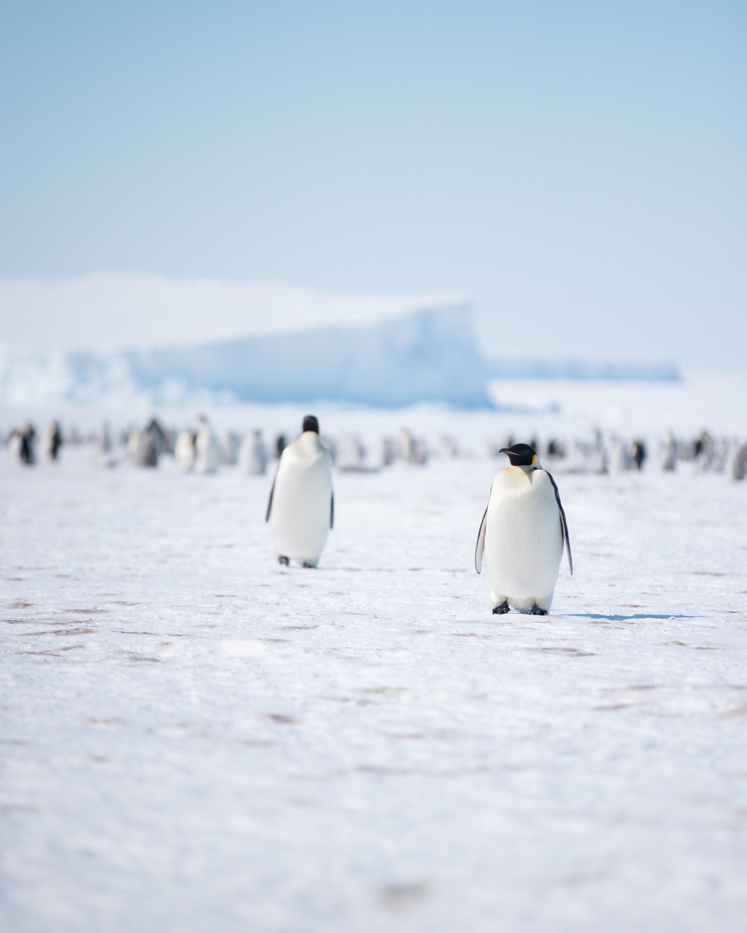 White-Desert-Antarctica-Sarah-Wang-29.jpg