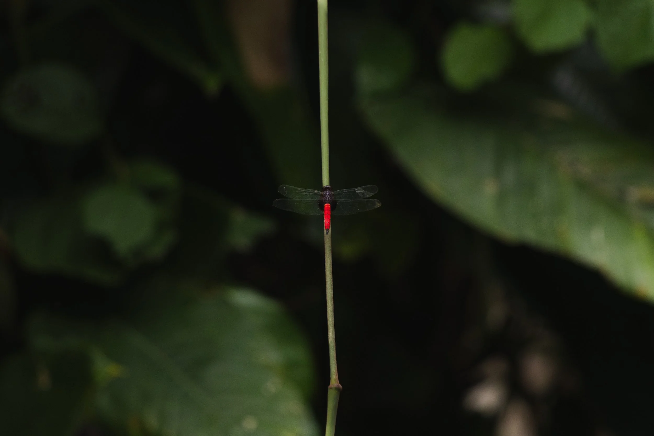 Fauna and Flora of Odzala-Kokoua National Park, Republic of Congo