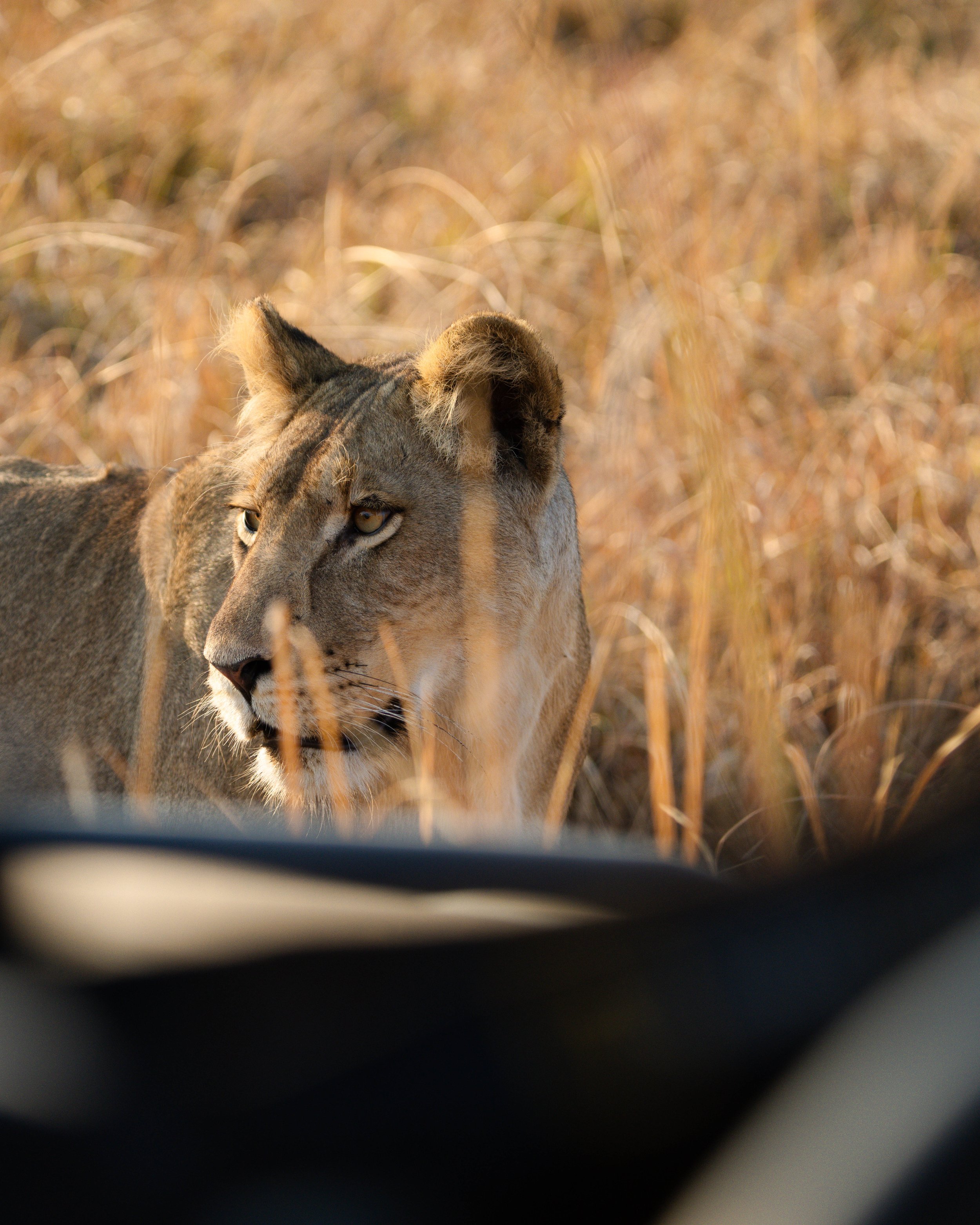 Green-Safaris-Chisa-Busanga-20246.jpg