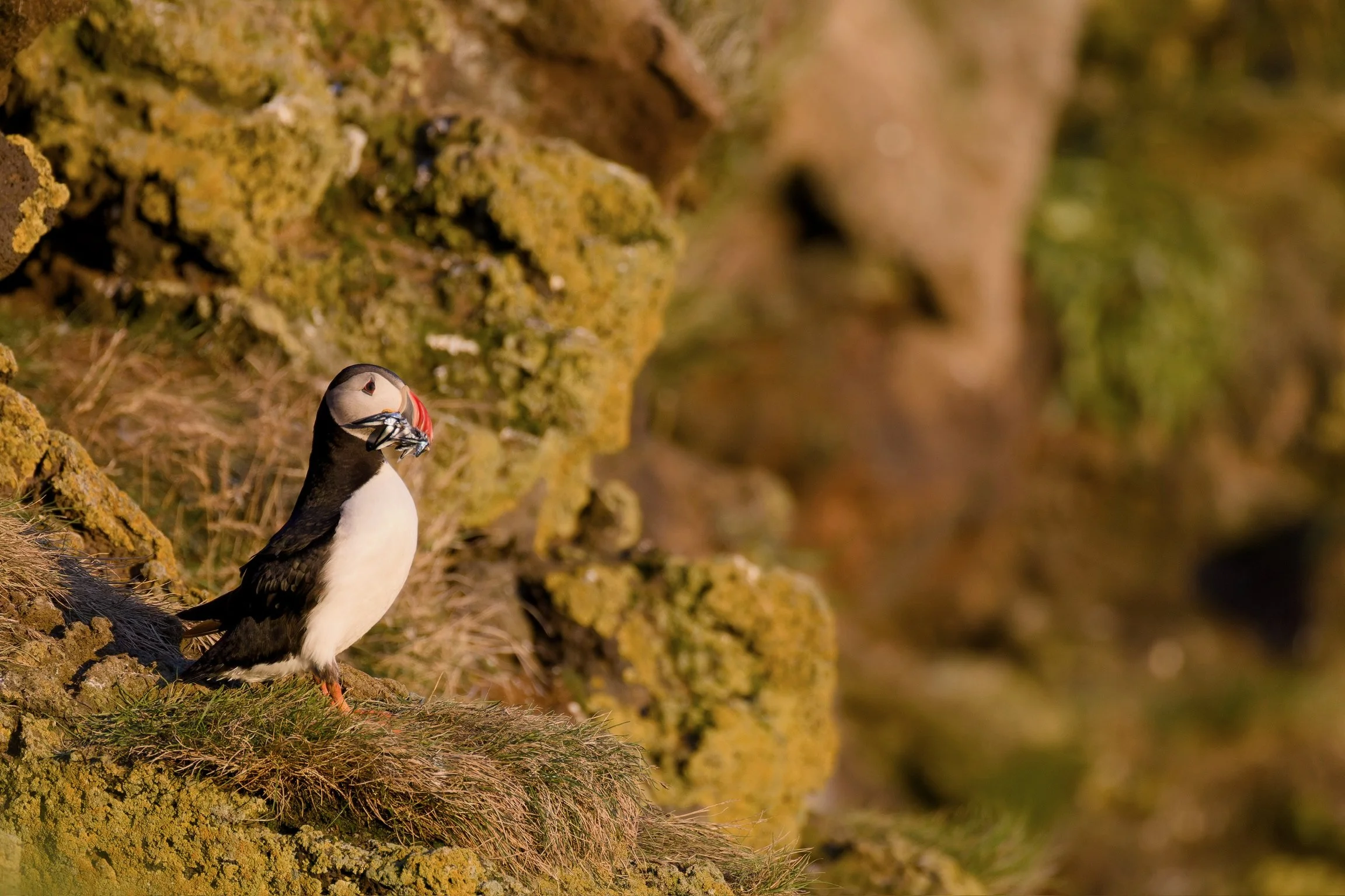 Atlantic Puffin, Iceland, 2026