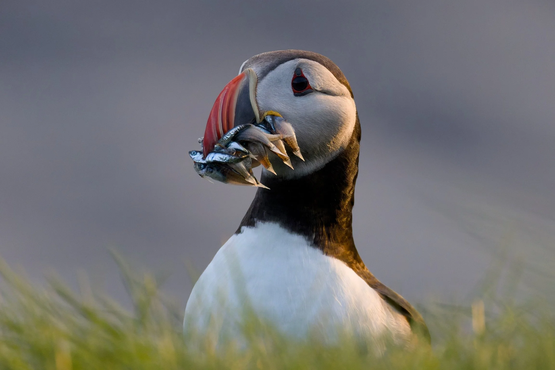 Atlantic Puffin, Iceland, 2026