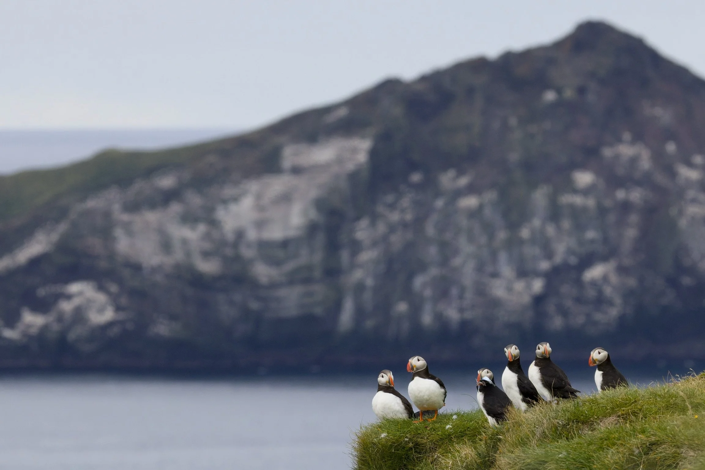 Atlantic Puffin, Icelands, 2026