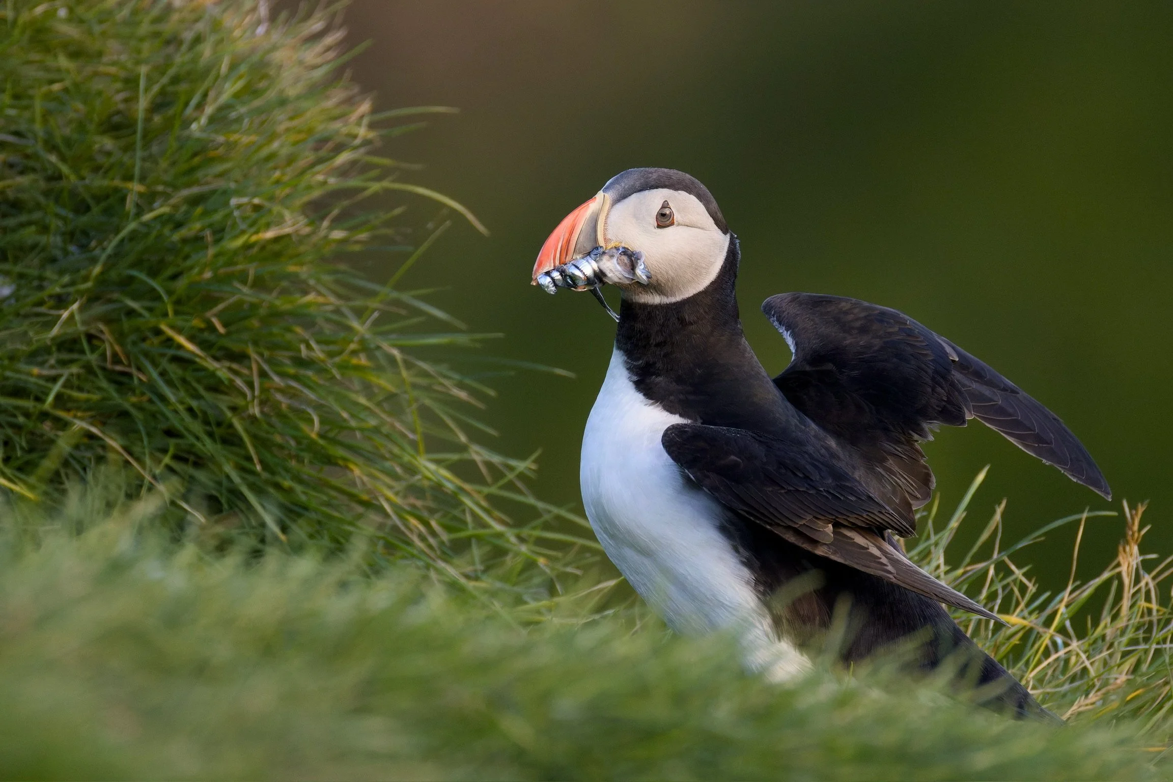 Atlantic Puffin, Iceland, 2026