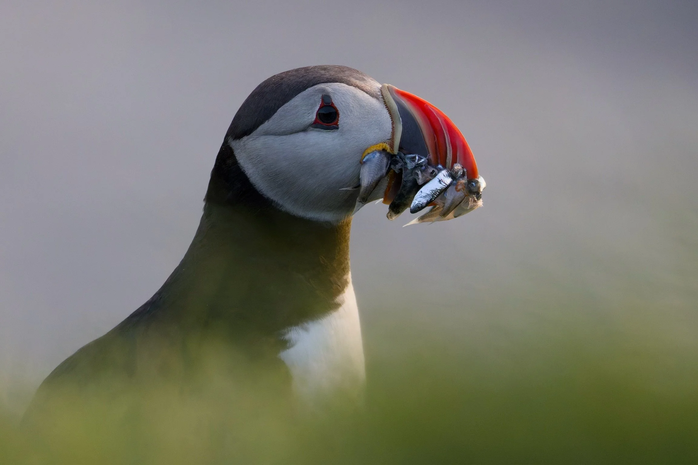 Atlantic Puffin, Iceland, 2026