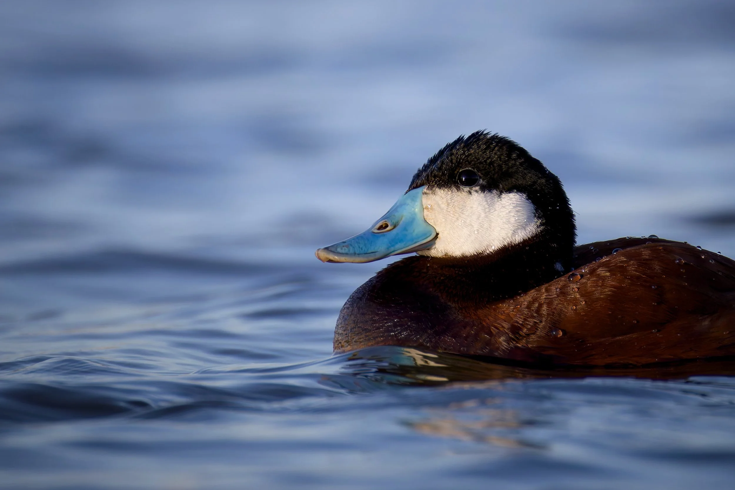 Ruddy Duck, Manitoba, 2026