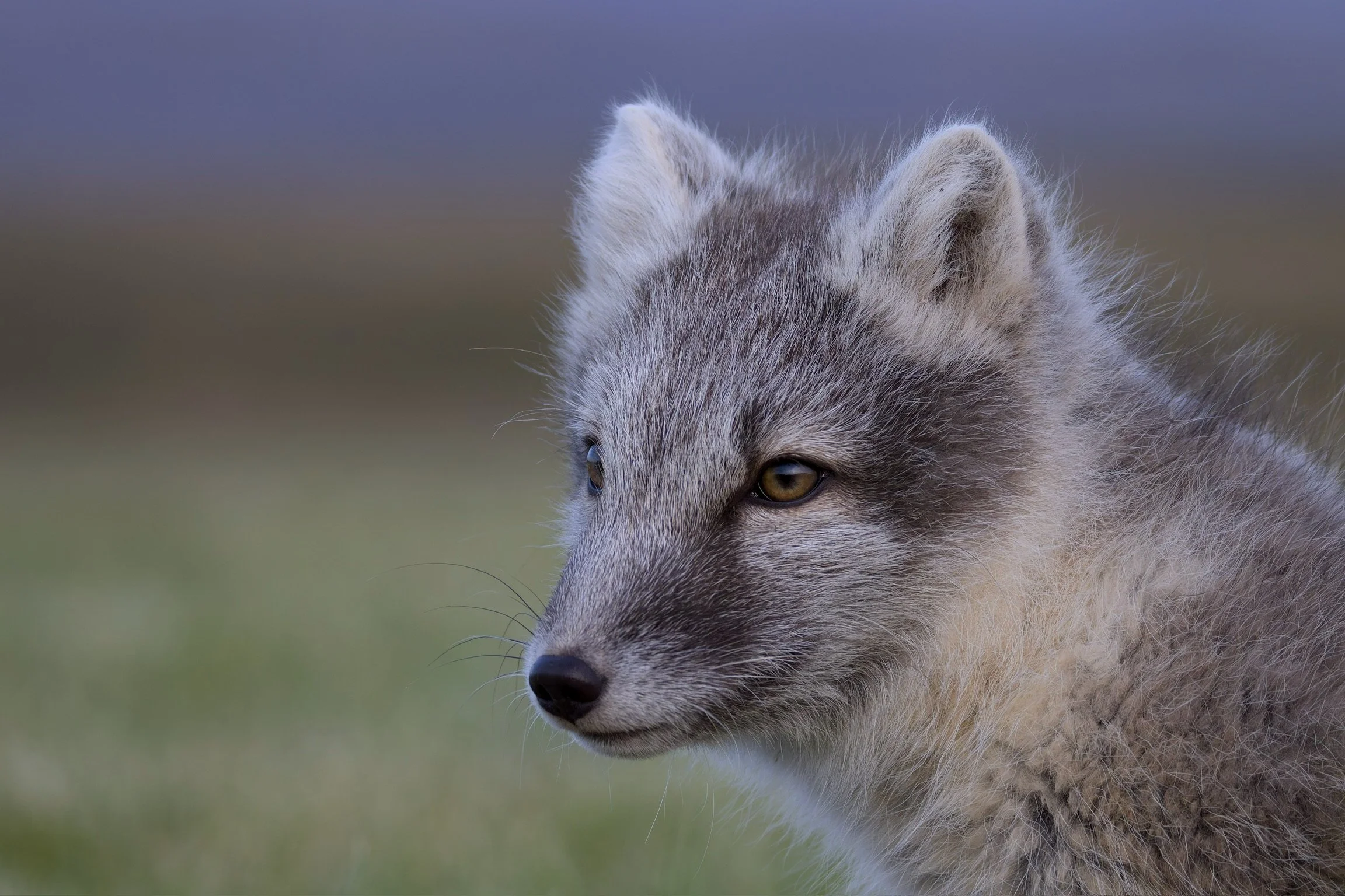 Arctic Fox, Iceland, 2026