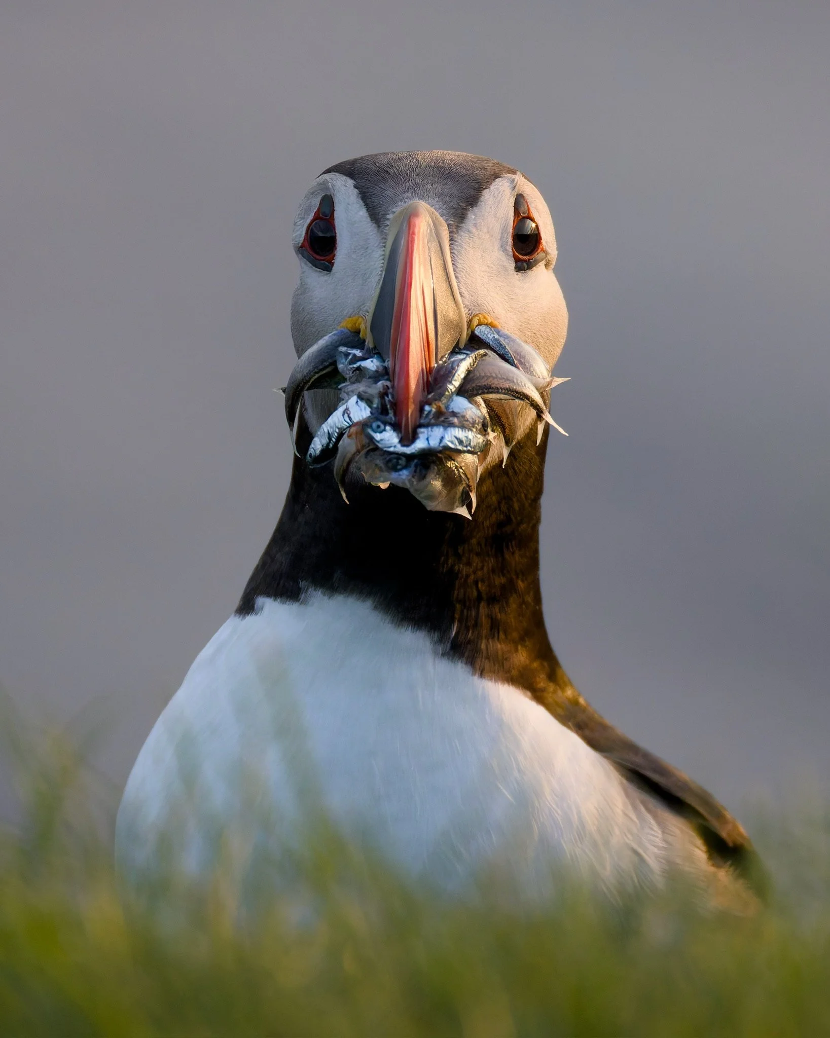 Atlantic Puffin, Iceland, 2026